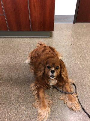 The little one, happy at the awesome vet.  Squeaky clean exam room!