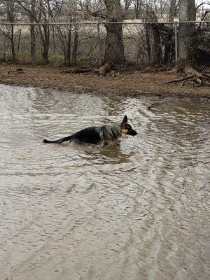 our gsd swimming for the first time!