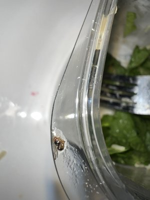 Fly taken out of my side Caesar salad.