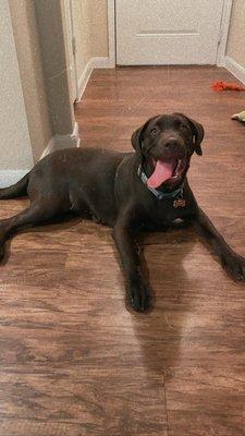 Rosie, the Chocolate Lab