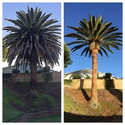 Date palm trimmed shaved and pineapple topped