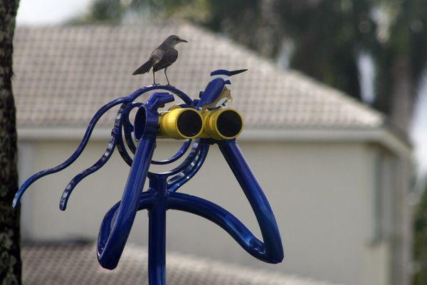 Tube Dudette in my yard looking for birds, but not seeing the ones on her head & binoculars