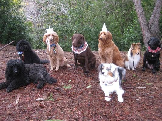 Happy Birthday at Dog School! Dec 2010 (Doodle sisters are 1)