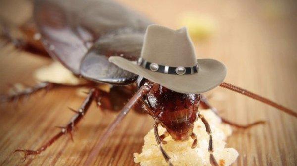 Cucaracha with hat