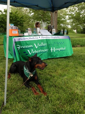 One of our staffer's dogs taking in the show at a Summer 2013 edition of Broadlands Live