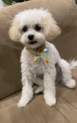 After her 3rd grooming appointment