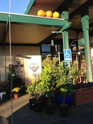 Pumpkins and mums for Fall