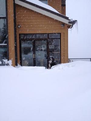 Front door of the Big Leap Creative office. And the office mascot, Jackson.