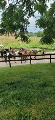 Horses you will go on trail ride with