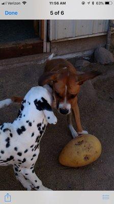 Lyla having fun with her buddy at All Dogs Rule