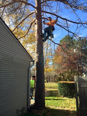 Tree Service