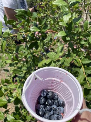 Tammen Treeberry Farm