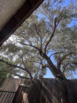 Olive tree cleaning