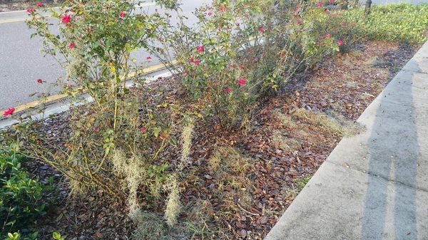 Fishhawk Starling - common area bushes dying, moss everywhere