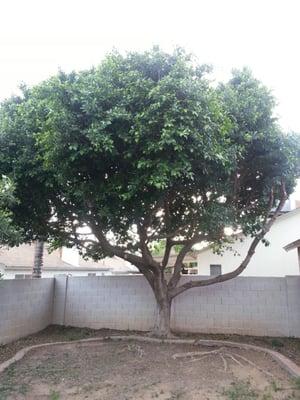 Our ficus after the trim, dead wood is all gone, the center of the tree is hollowed out and even. Perfect.