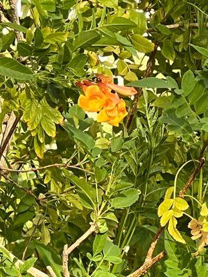 Flowers at The Orchard, home of Splurge