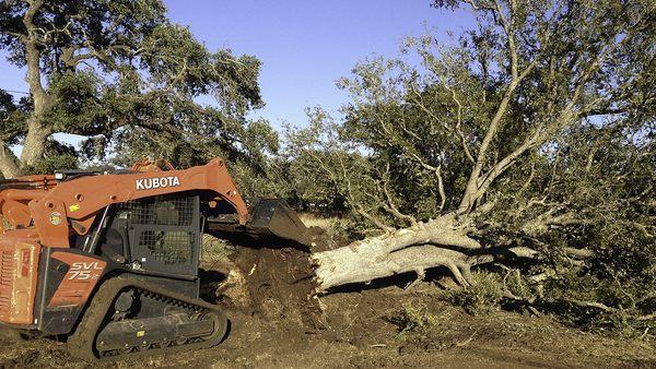 Cedar Tree Removal