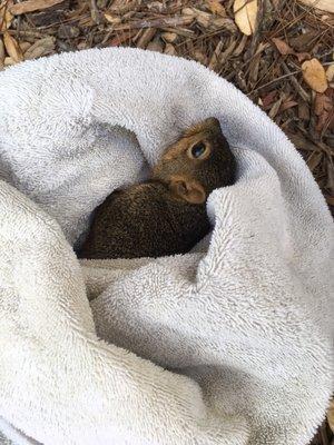 Little squirrel I found on the floor...breathing but couldn't move :-( hoping he can be saved