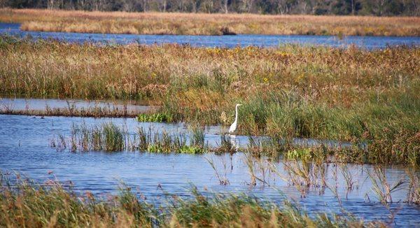 Egret