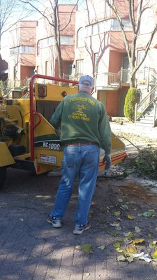 Yard cleanups and removals