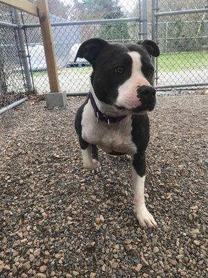 South Kingstown Animal Shelter