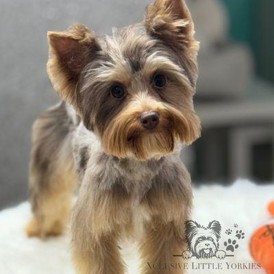 Handsome chocolate Merle yorkie