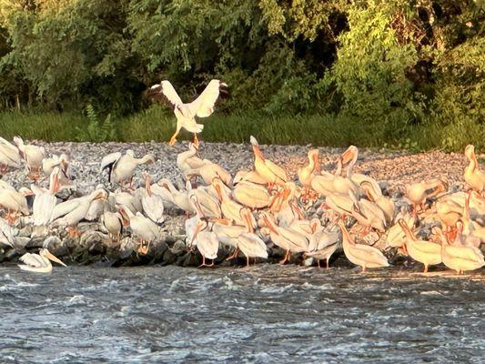 Pelicans even love the Falls.