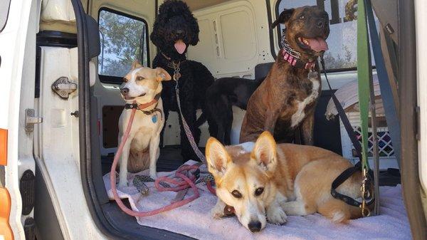 Pups in a van