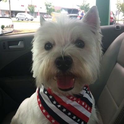 Chloe after her groom. She's one happy pup! Happy Fourth of July!