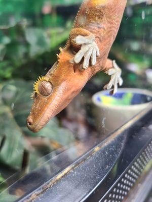 Crested Gecko