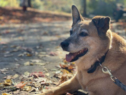 Taiga from Gowanus is 14 years-old and walks with us 5-7 miles every day. She's amazing.