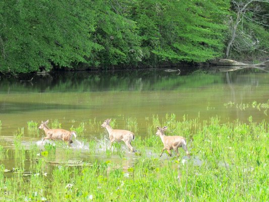 Deer running into the river to swim to the other side.