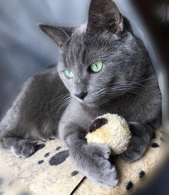 Mittens in her "catio".