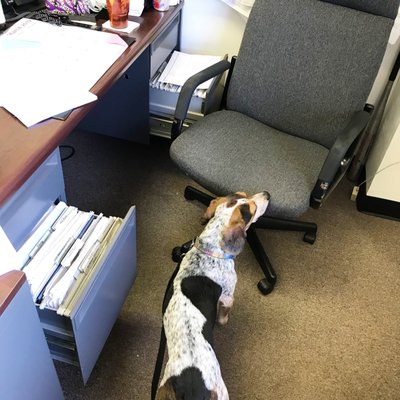 Our beagle Jack really knows how to search for bed bugs.