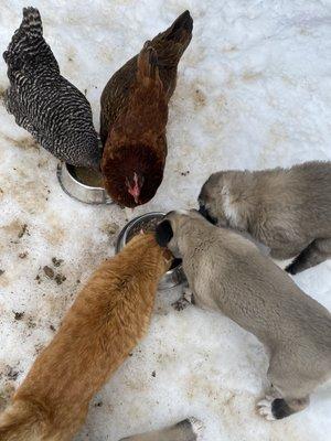 Puppies share breakfast with a barn cat and chickens.