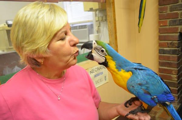 Handfed baby Blue Gold Macaws