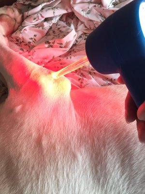 Cold Laser Therapy helps Pets Heal faster from injury, surgery or Arthritis!