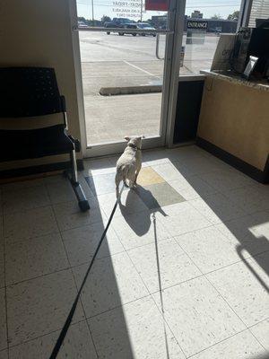 My dog (Dolce) desperately wanting to leave  she hates the vet just like humans hate going to the dentist