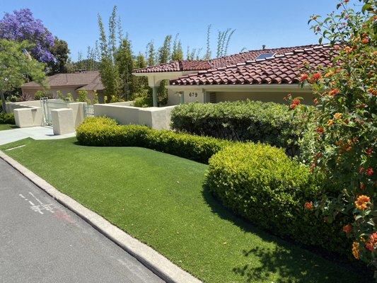 Point Loma front yard