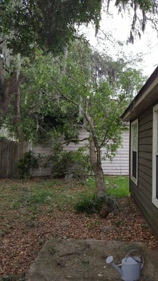 Just another angle. We didn't want to trim it ourselves because we didn't want the branches to scrape on our neighbor's shingles.