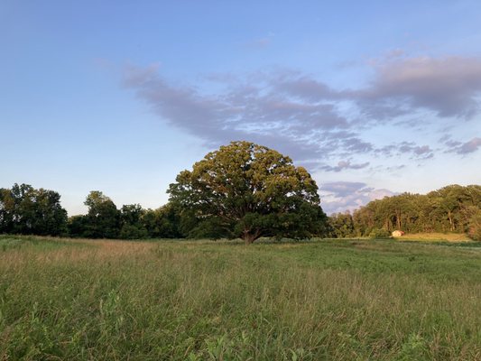 Natural Lands' Bryn Coed Preserve