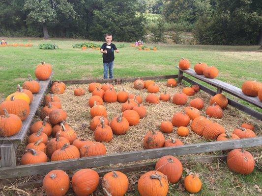 The bigger Pumpkins