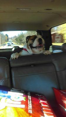 Molly going to middle hope veterinary hospital