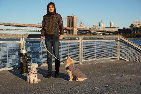 Krista's FiDi Dog Walking