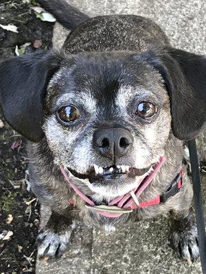 Happy Jojo on her weekend walks!