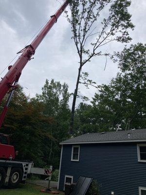 Tree removal