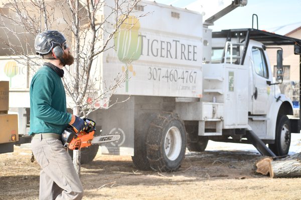 Kyle, our arborist, ready to take down some dead limbs!