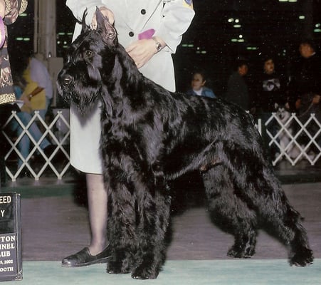 Carolina Giant Schnauzers