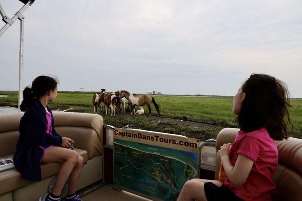 Great way to get up close and personal with the ponies