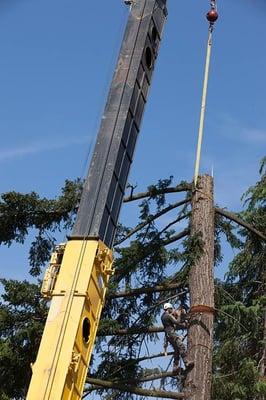 Western Edge Tree Service